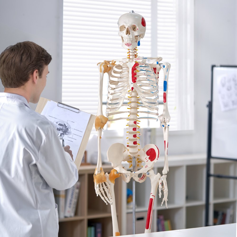 LD-101A - Life-Size Human Skeleton Model for Anatomy Learning, 71.65" Tall