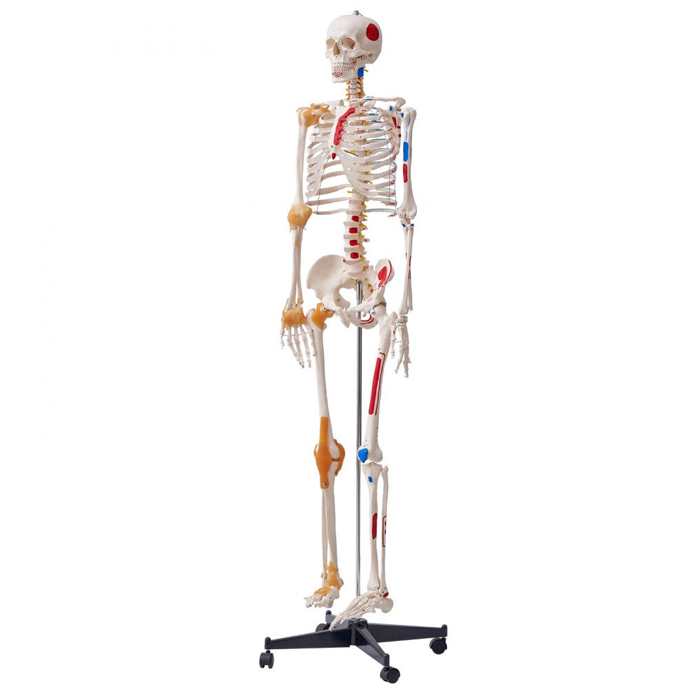 LD-101A - Life-Size Human Skeleton Model for Anatomy Learning, 71.65" Tall