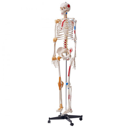 LD-101A - Life-Size Human Skeleton Model for Anatomy Learning, 71.65" Tall