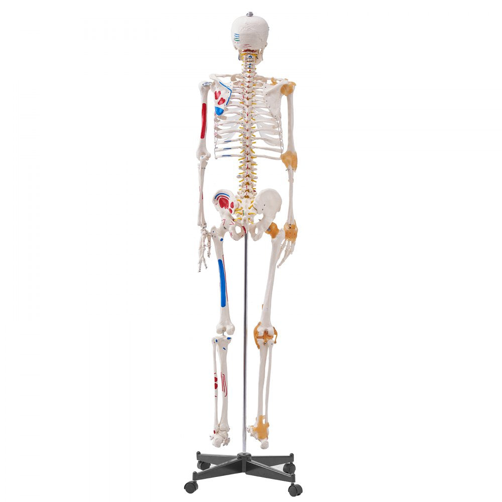 LD-101A - Life-Size Human Skeleton Model for Anatomy Learning, 71.65" Tall