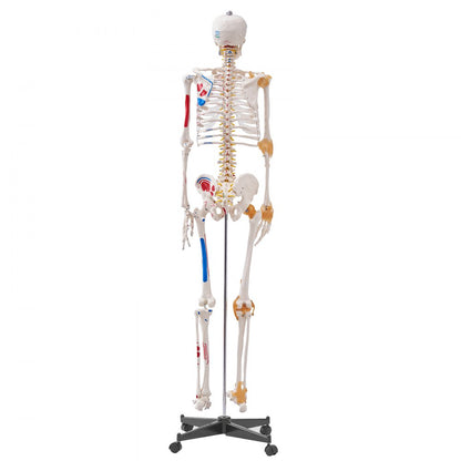 LD-101A - Life-Size Human Skeleton Model for Anatomy Learning, 71.65" Tall