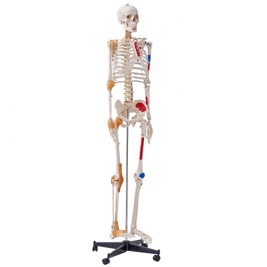 LD-101A - Life-Size Human Skeleton Model for Anatomy Learning, 71.65" Tall