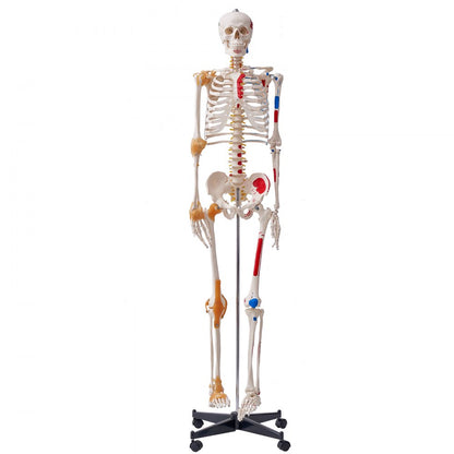 LD-101A - Life-Size Human Skeleton Model for Anatomy Learning, 71.65" Tall