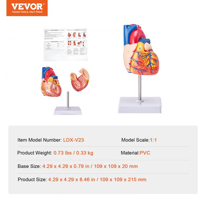 LDX-V23 - Life-Size Durable PVC Heart Model for Educational Study