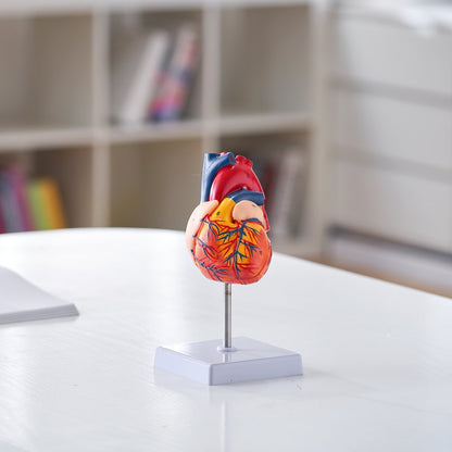 LDX-V23 - Life-Size Durable PVC Heart Model for Educational Study