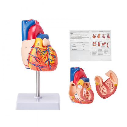LDX-V23 - Life-Size Durable PVC Heart Model for Educational Study
