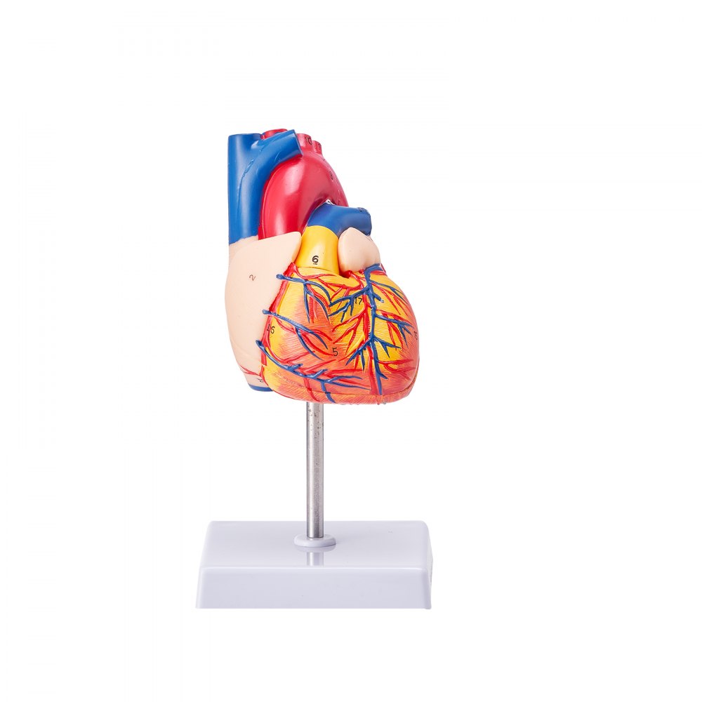 LDX-V23 - Life-Size Durable PVC Heart Model for Educational Study