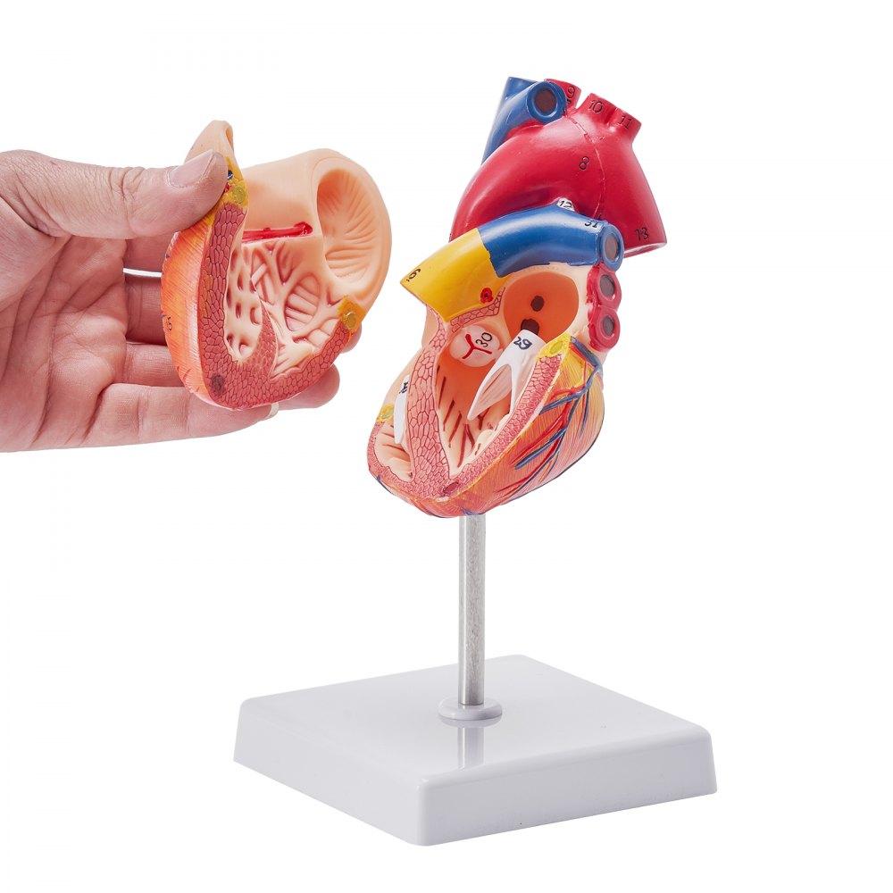 LDX-V23 - Life-Size Durable PVC Heart Model for Educational Study