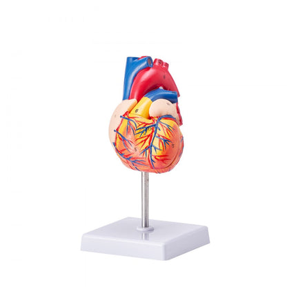 LDX-V23 - Life-Size Durable PVC Heart Model for Educational Study