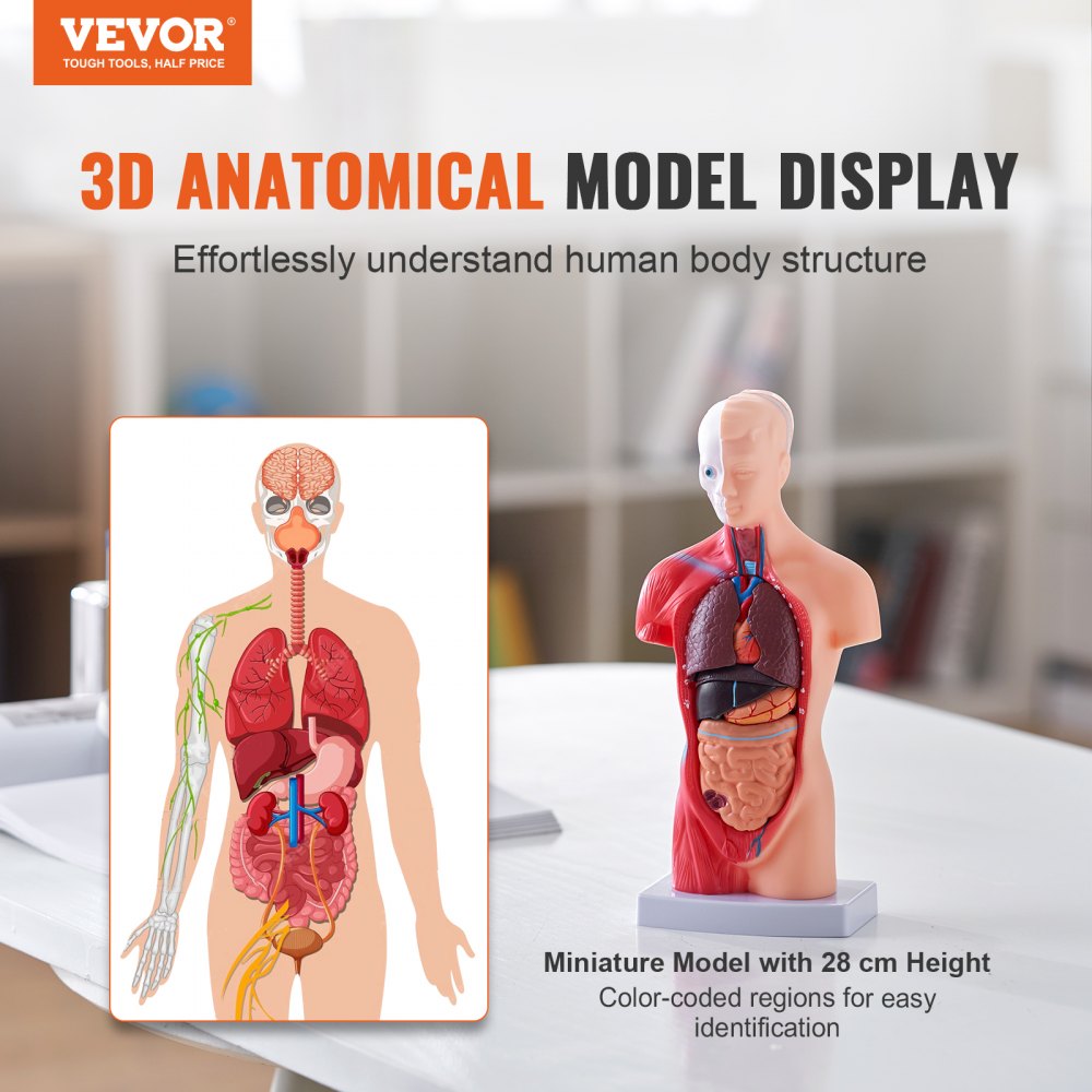 LD-203 - 11" Detachable PVC Human Torso Anatomy Model