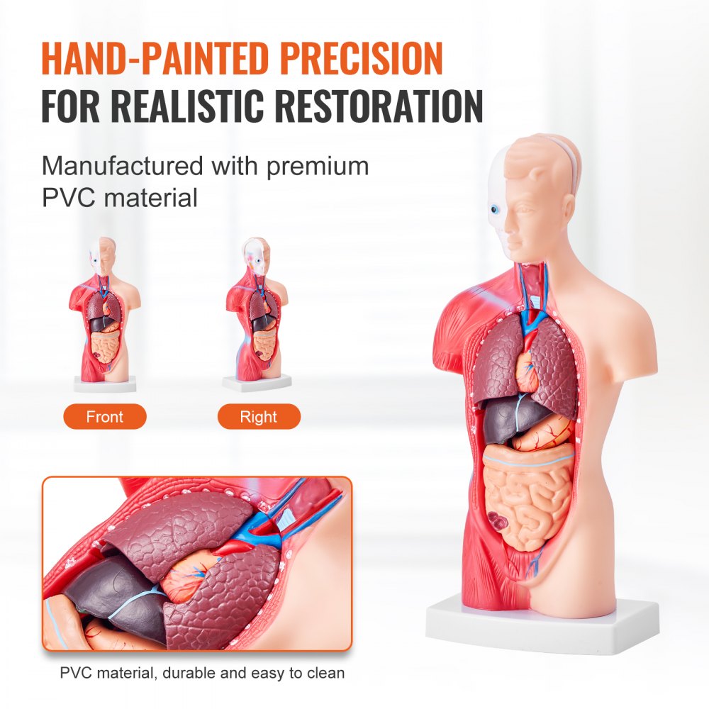 LD-203 - 11" Detachable PVC Human Torso Anatomy Model