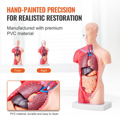 LD-203 - 11" Detachable PVC Human Torso Anatomy Model