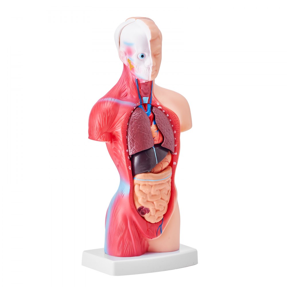 LD-203 - 11" Detachable PVC Human Torso Anatomy Model