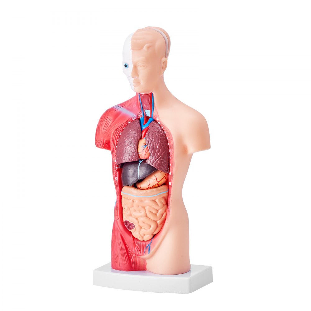 LD-203 - 11" Detachable PVC Human Torso Anatomy Model