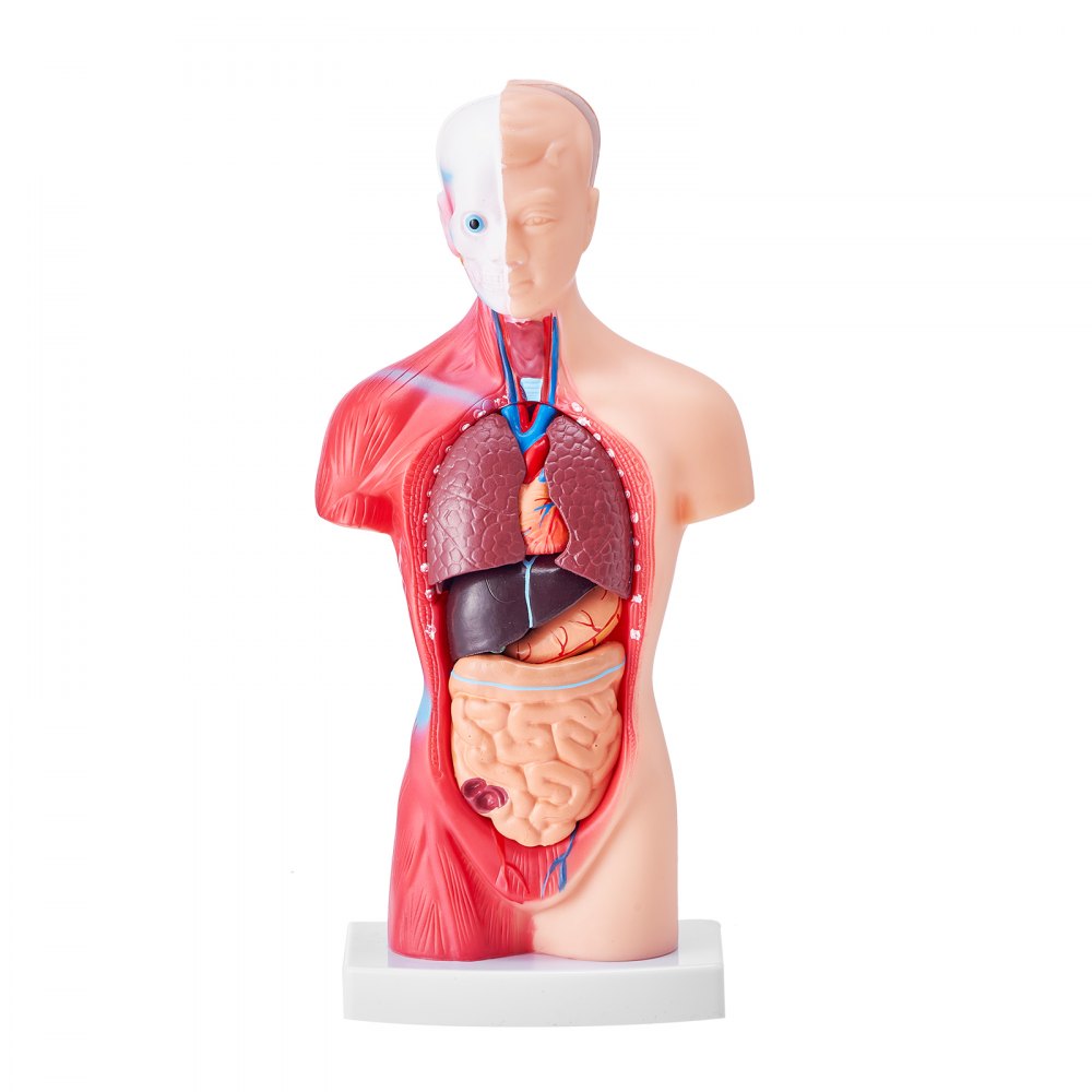 LD-203 - 11" Detachable PVC Human Torso Anatomy Model