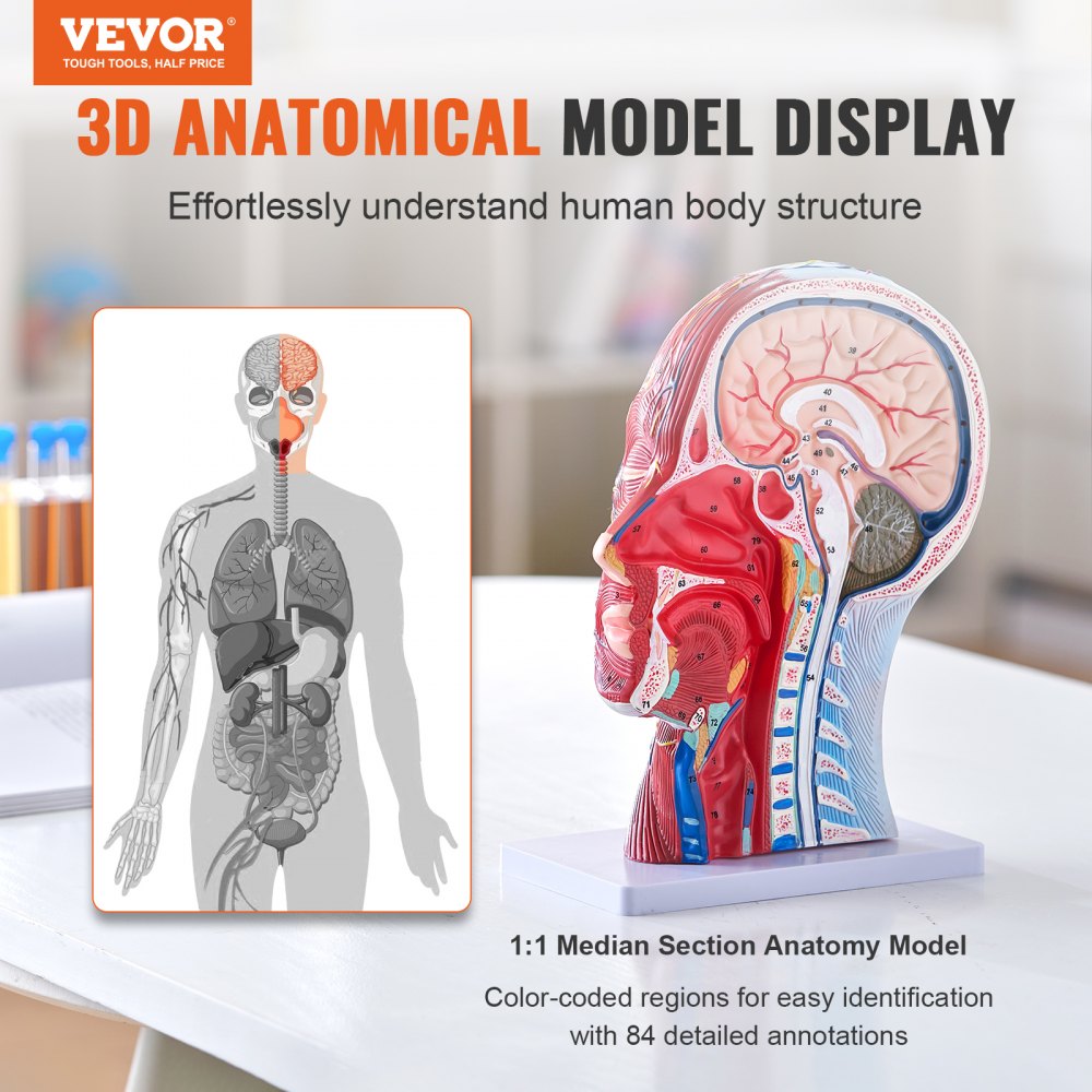 LD-C631 - Life-Size Human Head Model for Neurovascular Anatomy Education