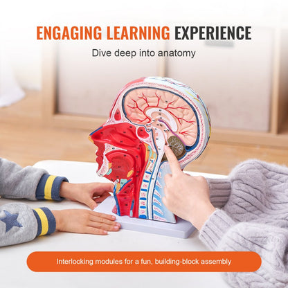 LD-C631 - Life-Size Human Head Model for Neurovascular Anatomy Education