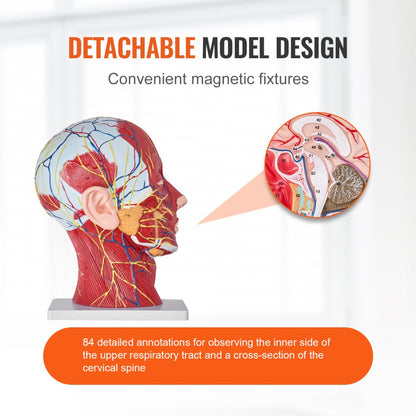 LD-C631 - Life-Size Human Head Model for Neurovascular Anatomy Education