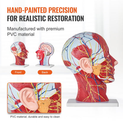 LD-C631 - Life-Size Human Head Model for Neurovascular Anatomy Education