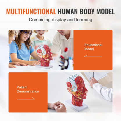 LD-C631 - Life-Size Human Head Model for Neurovascular Anatomy Education
