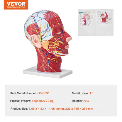 LD-C631 - Life-Size Human Head Model for Neurovascular Anatomy Education