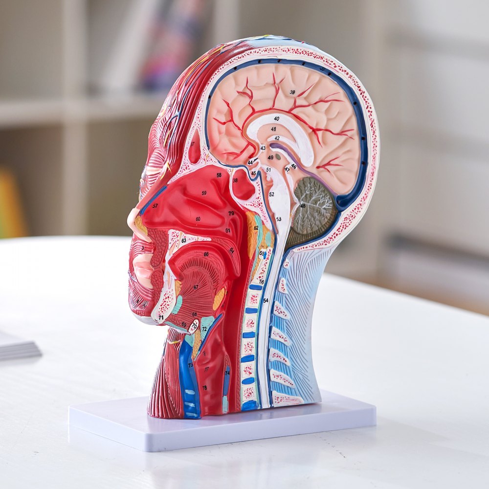 LD-C631 - Life-Size Human Head Model for Neurovascular Anatomy Education