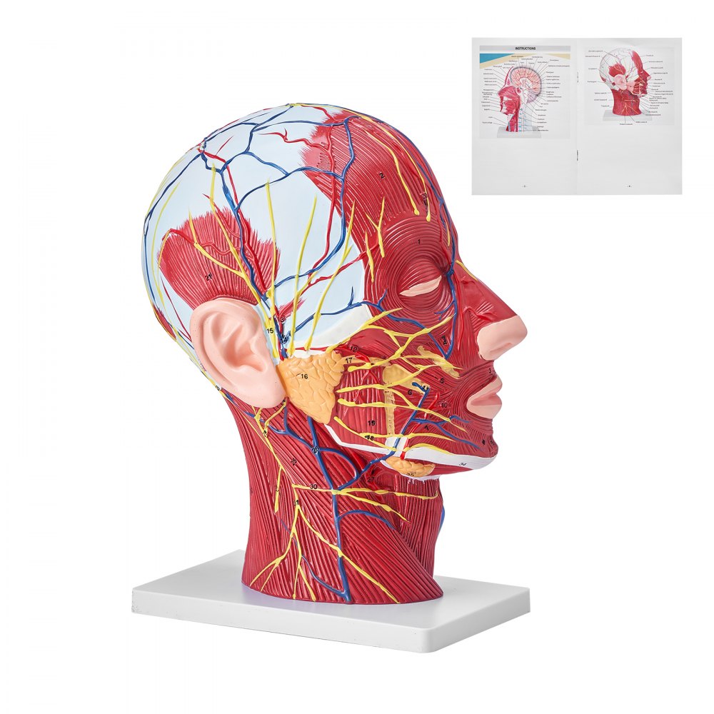 LD-C631 - Life-Size Human Head Model for Neurovascular Anatomy Education