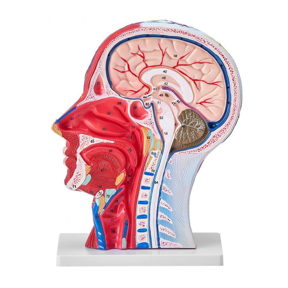 LD-C631 - Life-Size Human Head Model for Neurovascular Anatomy Education