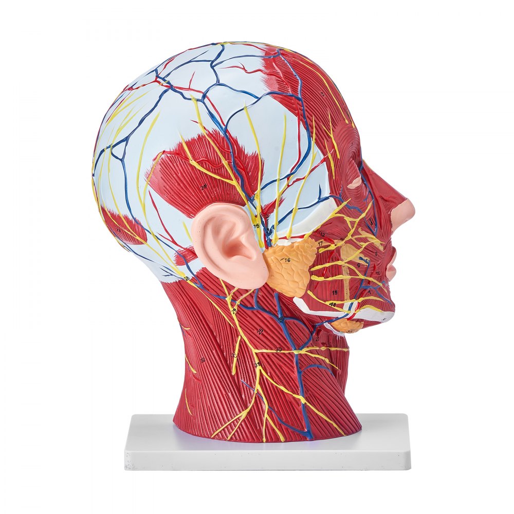 LD-C631 - Life-Size Human Head Model for Neurovascular Anatomy Education