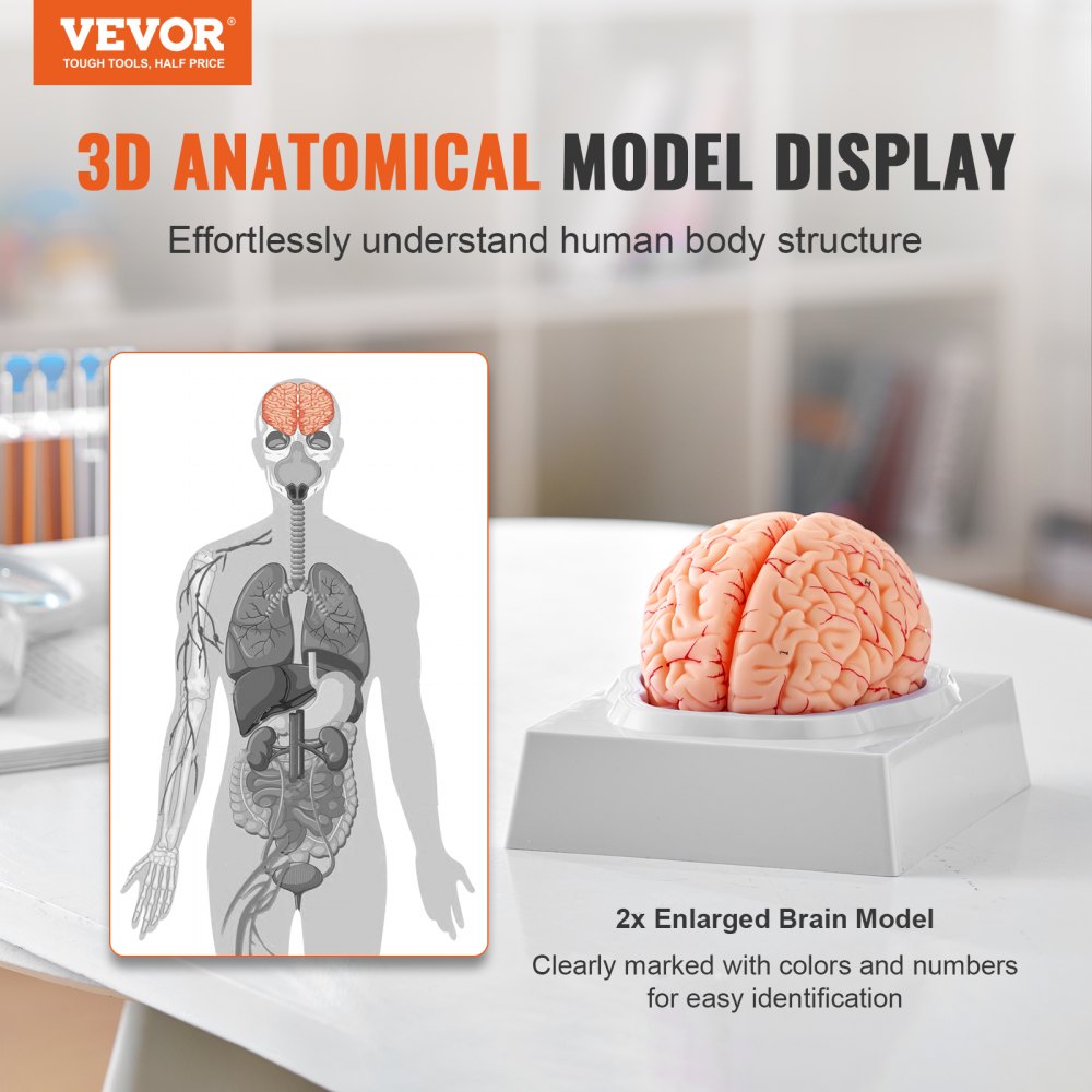 LD-304 - Life-Size PVC Brain Model for Anatomy Education