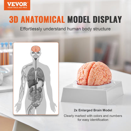 LD-304 - Life-Size PVC Brain Model for Anatomy Education
