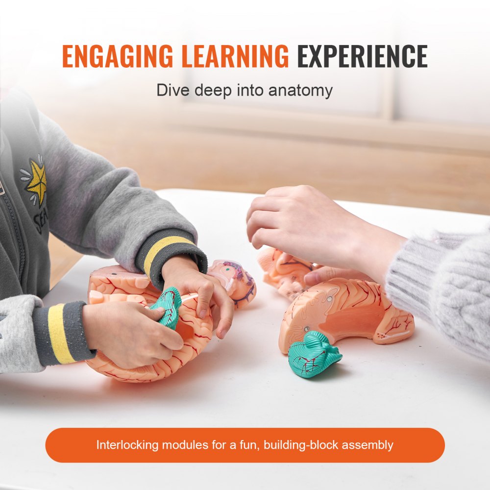 LD-304 - Life-Size PVC Brain Model for Anatomy Education
