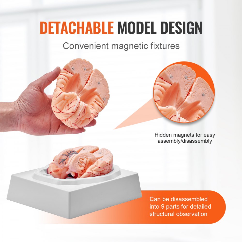 LD-304 - Life-Size PVC Brain Model for Anatomy Education