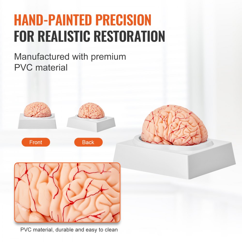 LD-304 - Life-Size PVC Brain Model for Anatomy Education