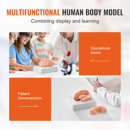 LD-304 - Life-Size PVC Brain Model for Anatomy Education