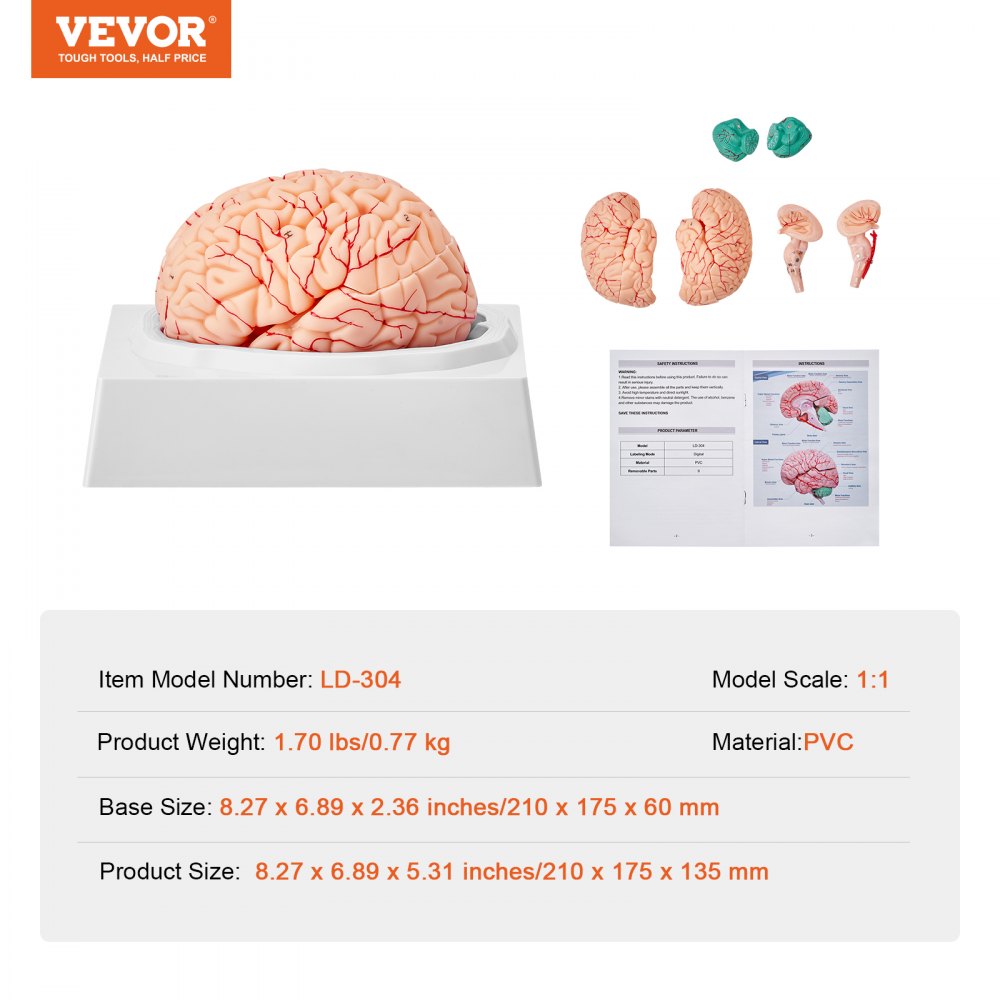 LD-304 - Life-Size PVC Brain Model for Anatomy Education