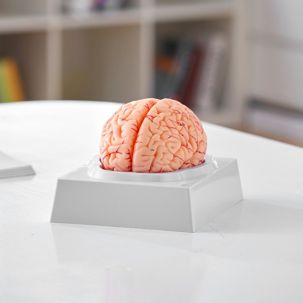 LD-304 - Life-Size PVC Brain Model for Anatomy Education