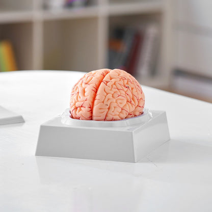 LD-304 - Life-Size PVC Brain Model for Anatomy Education