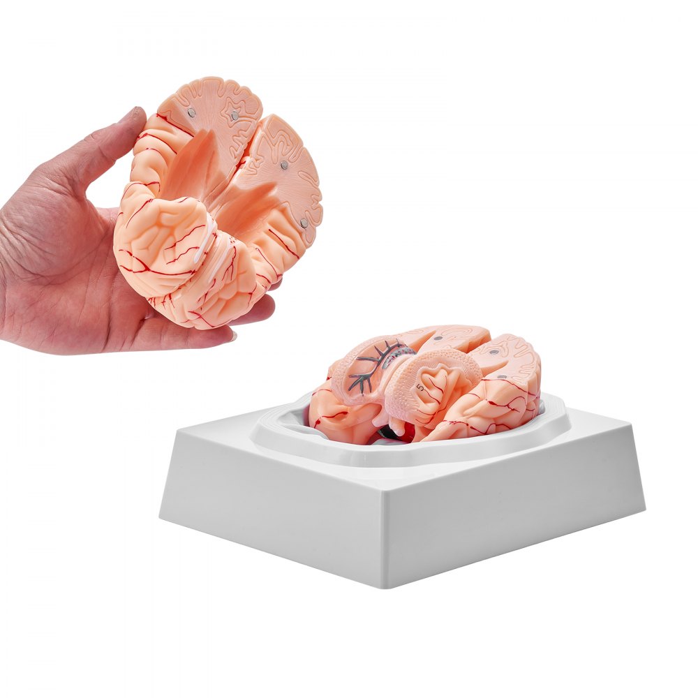 LD-304 - Life-Size PVC Brain Model for Anatomy Education