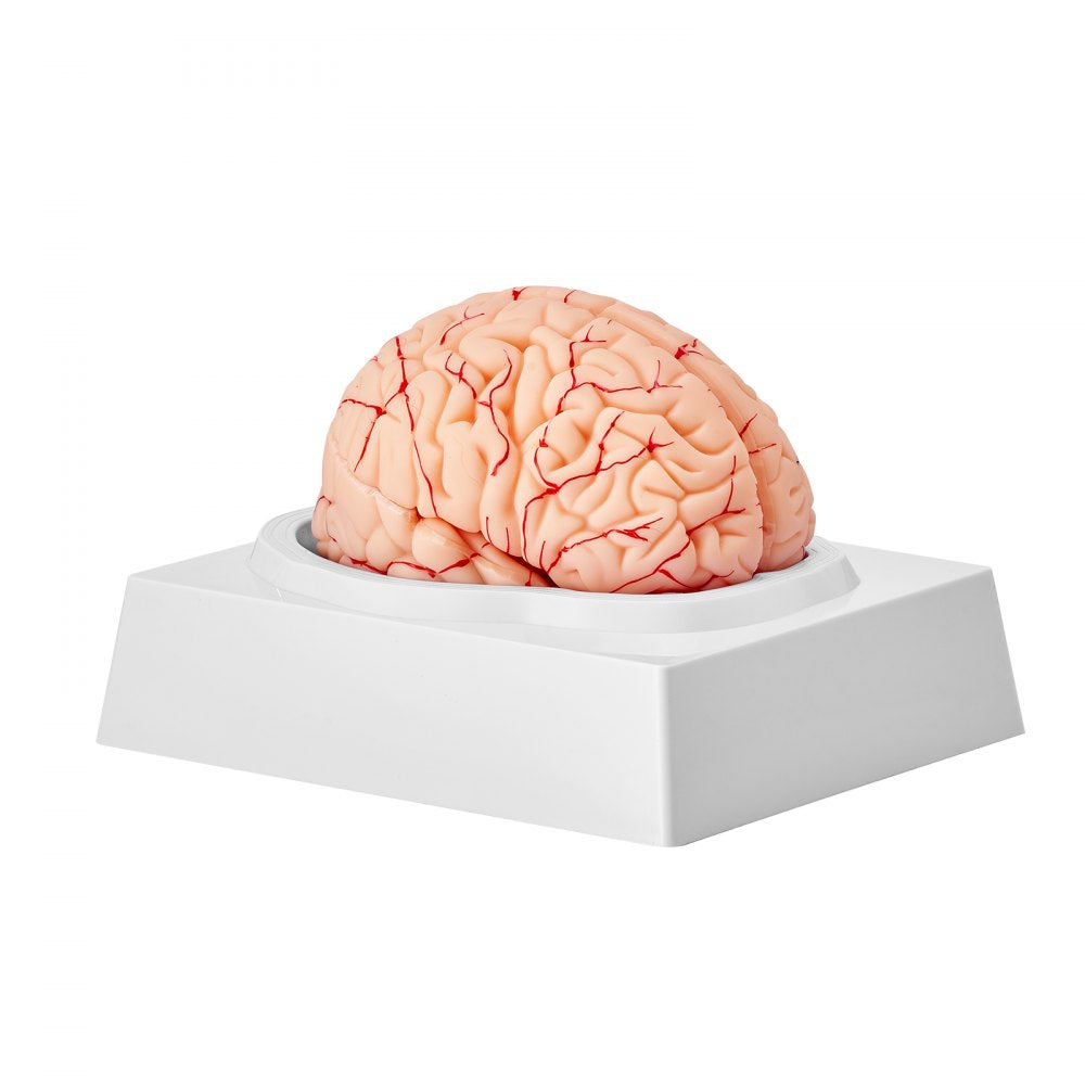 LD-304 - Life-Size PVC Brain Model for Anatomy Education
