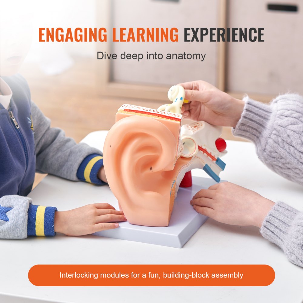 LD-303A - 12.80" Ear Anatomy Model for Educational Use