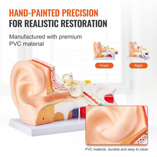 LD-303A - 12.80" Ear Anatomy Model for Educational Use
