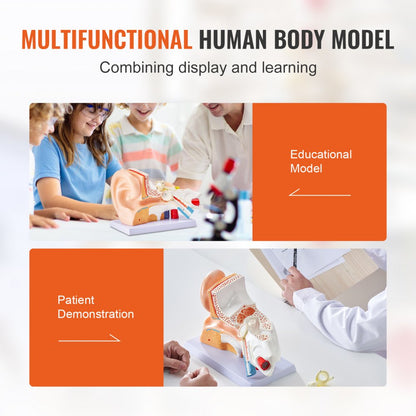 LD-303A - 12.80" Ear Anatomy Model for Educational Use