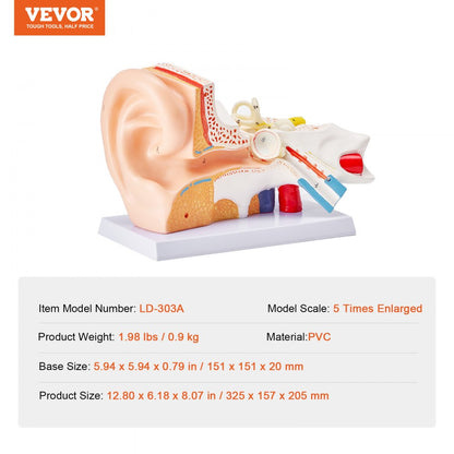 LD-303A - 12.80" Ear Anatomy Model for Educational Use