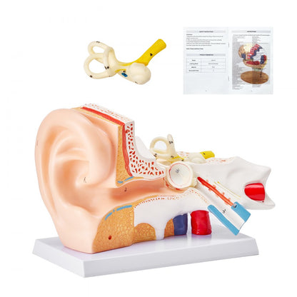 LD-303A - 12.80" Ear Anatomy Model for Educational Use