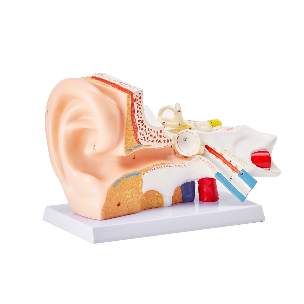 LD-303A - 12.80" Ear Anatomy Model for Educational Use