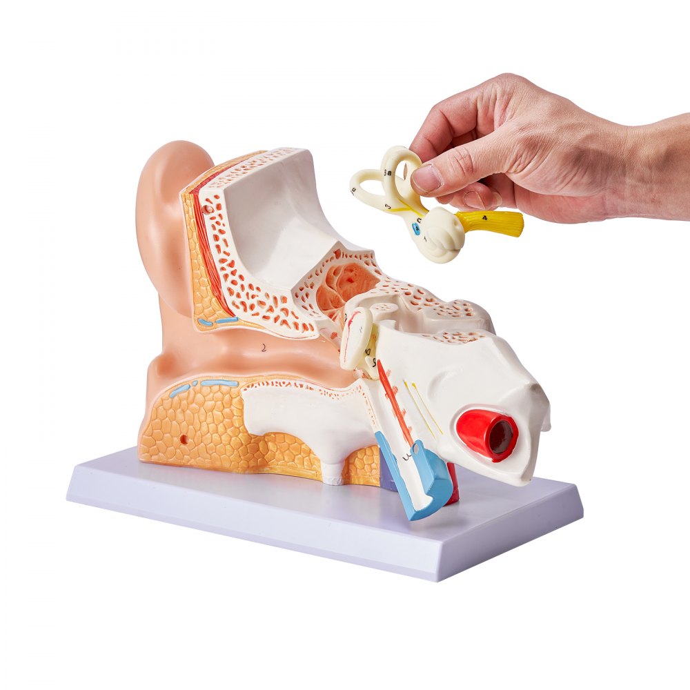 LD-303A - 12.80" Ear Anatomy Model for Educational Use