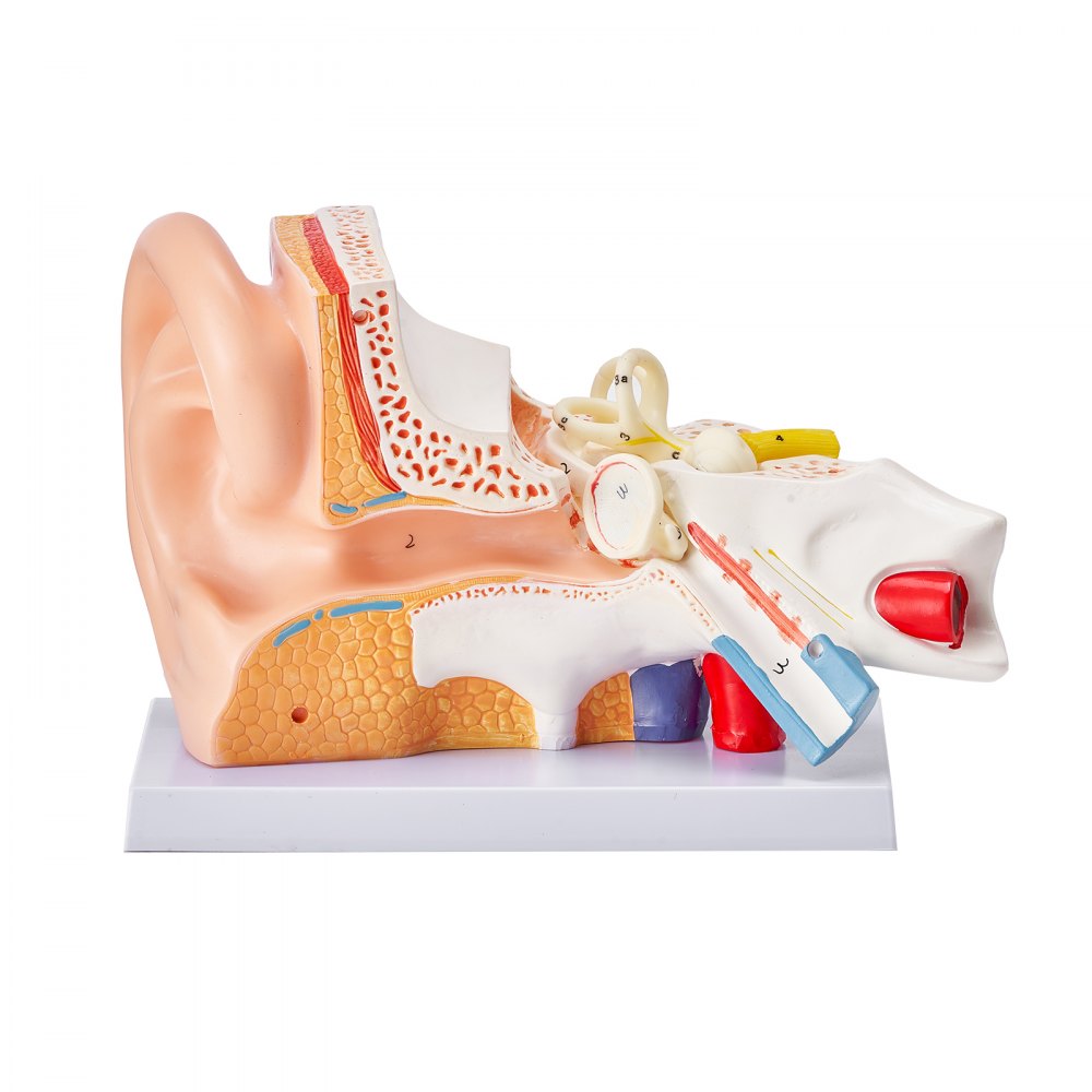 LD-303A - 12.80" Ear Anatomy Model for Educational Use
