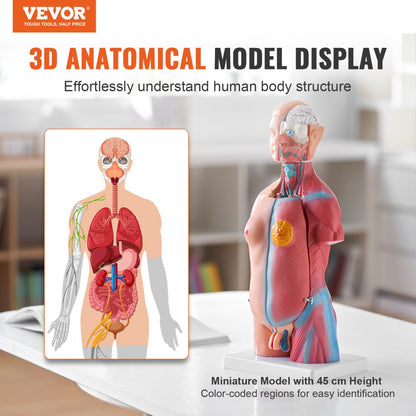 LD-205 - 18" VEVOR PVC Human Anatomy Model with Removable Organs