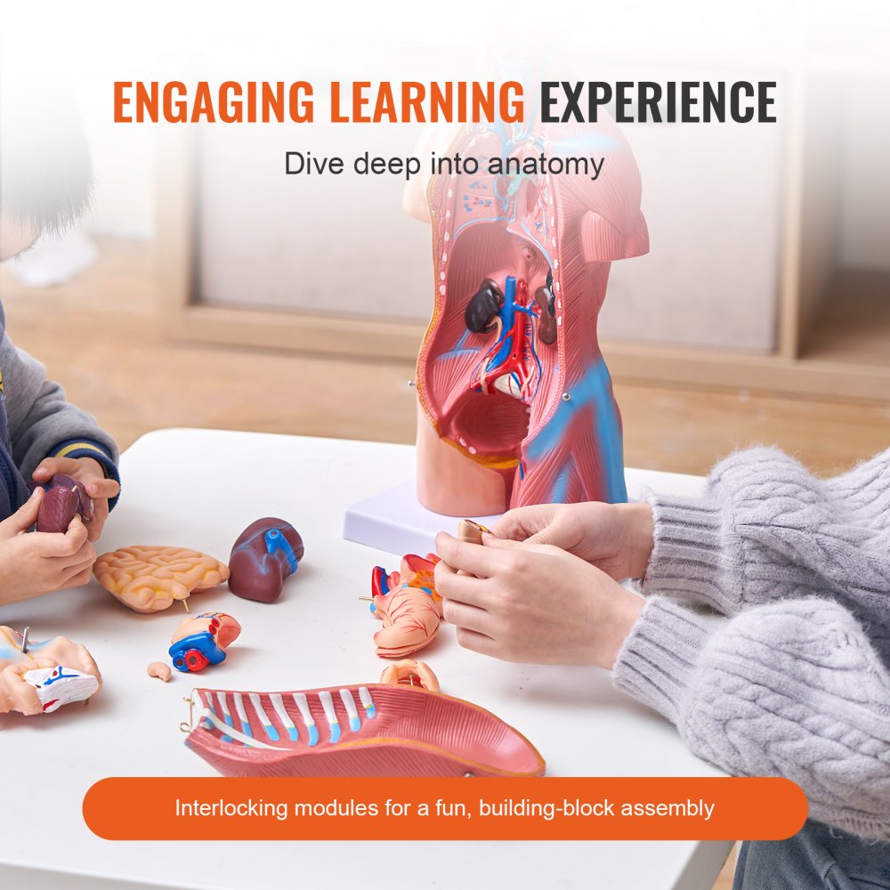 LD-205 - 18" VEVOR PVC Human Anatomy Model with Removable Organs